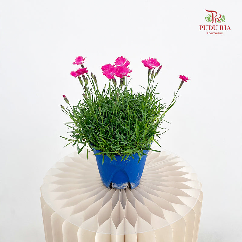 Dianthus