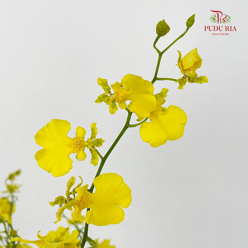 Dancing Lady Yellow Lips (XL) - (Per Bundle)