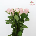 Rose Pink Cupid (8-10 Stems) - Pudu Ria Florist Southern