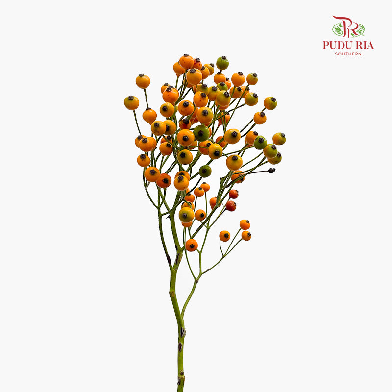 Rosa Canina Small - (Per Bundle)