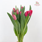 Tulip Red 郁金香 - (8-10 Stems)
