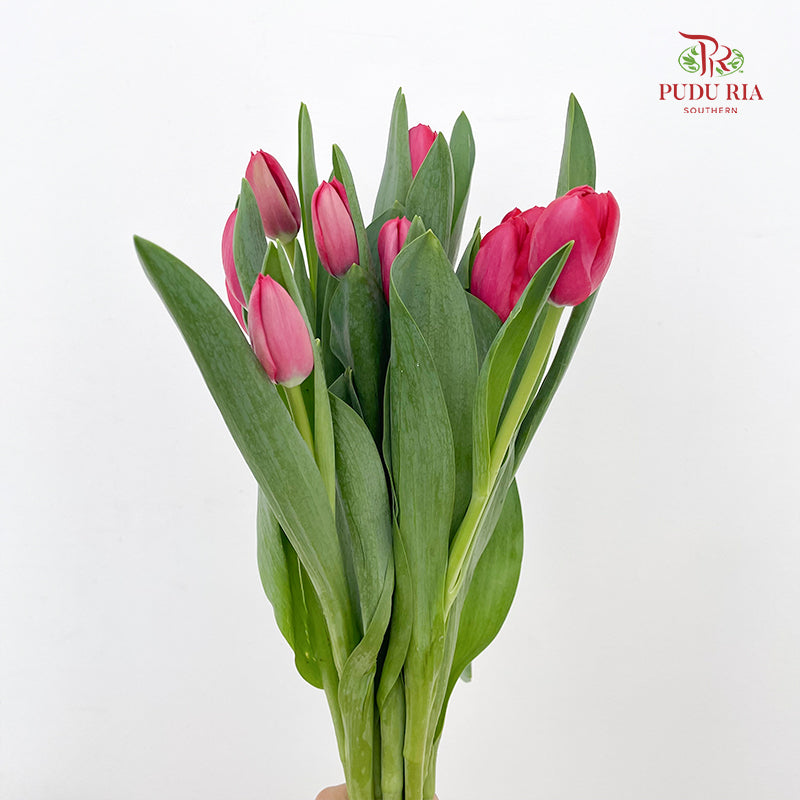 Tulip Red 郁金香 - (8-10 Stems)