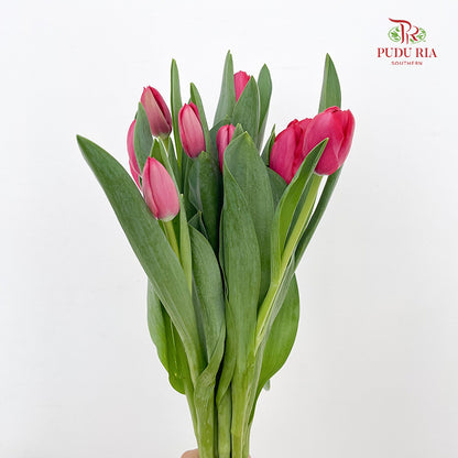 Tulip Red - (8-10 Stems)