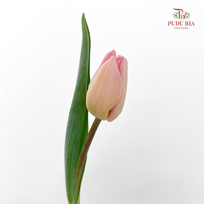 Tulip Pink 郁金香 - (8-10 Stems)