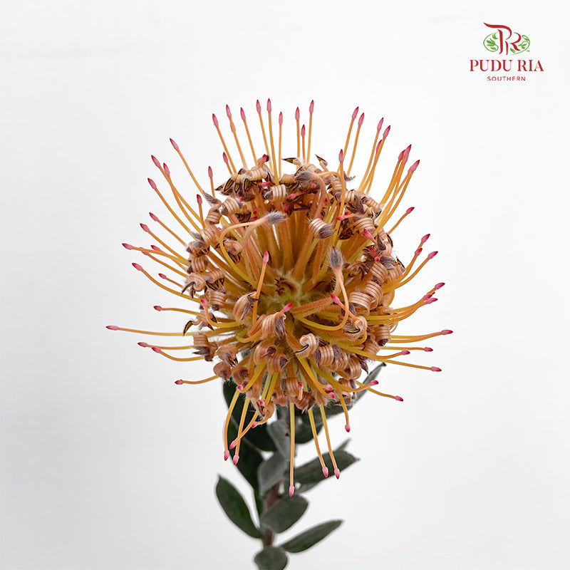 Leucospermum Orange - (2 Stems)