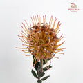 Leucospermum Orange - (2 Stems)