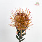Leucospermum Orange - (2 Stems)