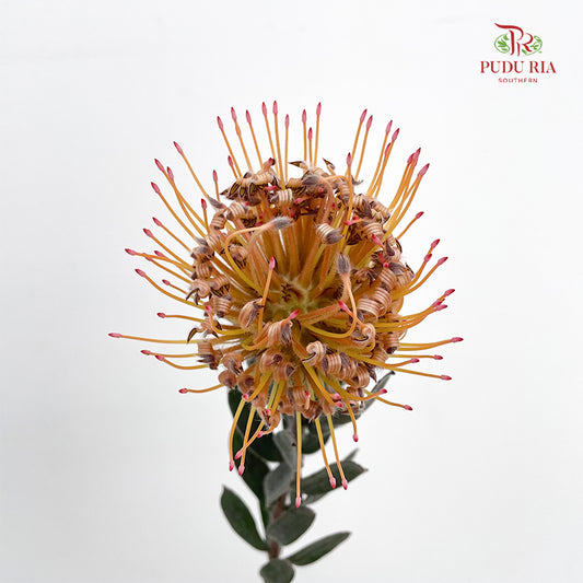 Leucospermum Orange - (2 Stems)