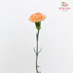 Carnation Orange/ Yellow 康乃馨 - (10 Stems)