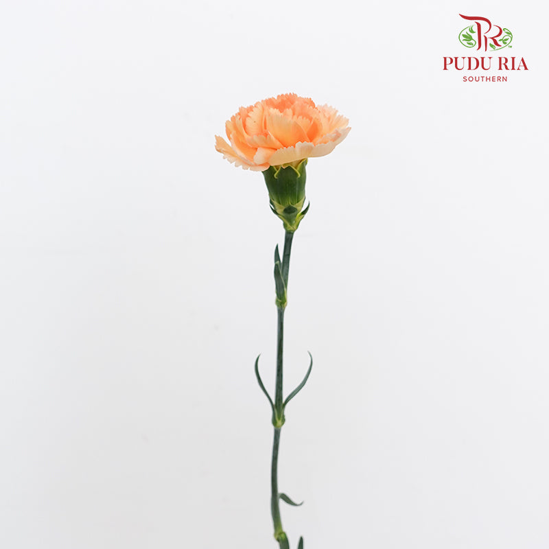 Carnation Orange/ Yellow 康乃馨 - (10 Stems)