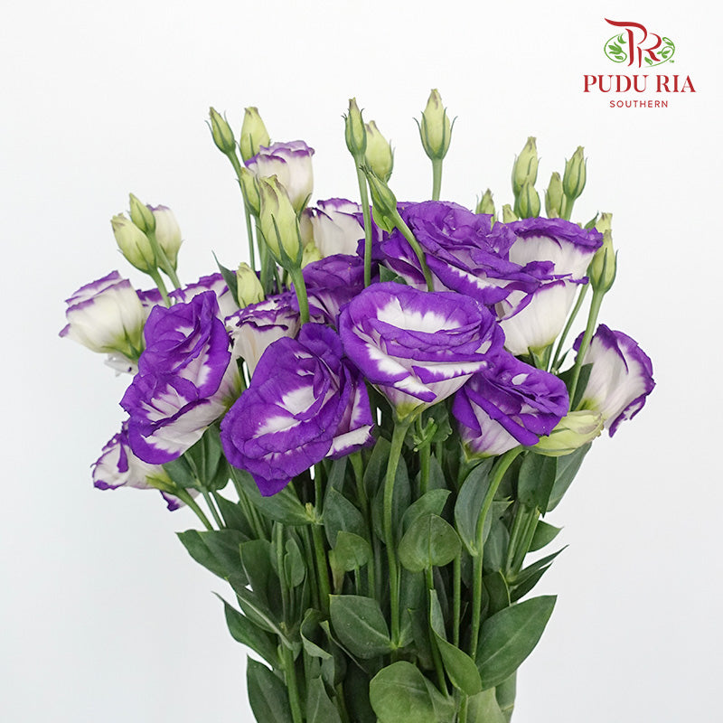 Eustoma White/Purple (12-15 Stems) - Pudu Ria Florist Southern