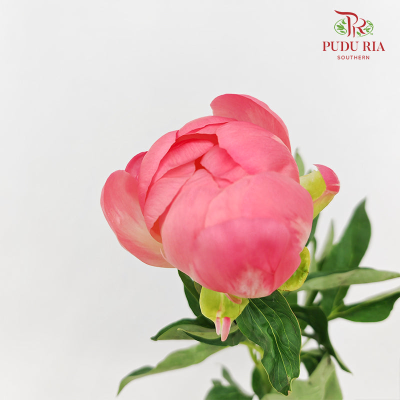 Peony Pink 芍药 - (5 Stems)