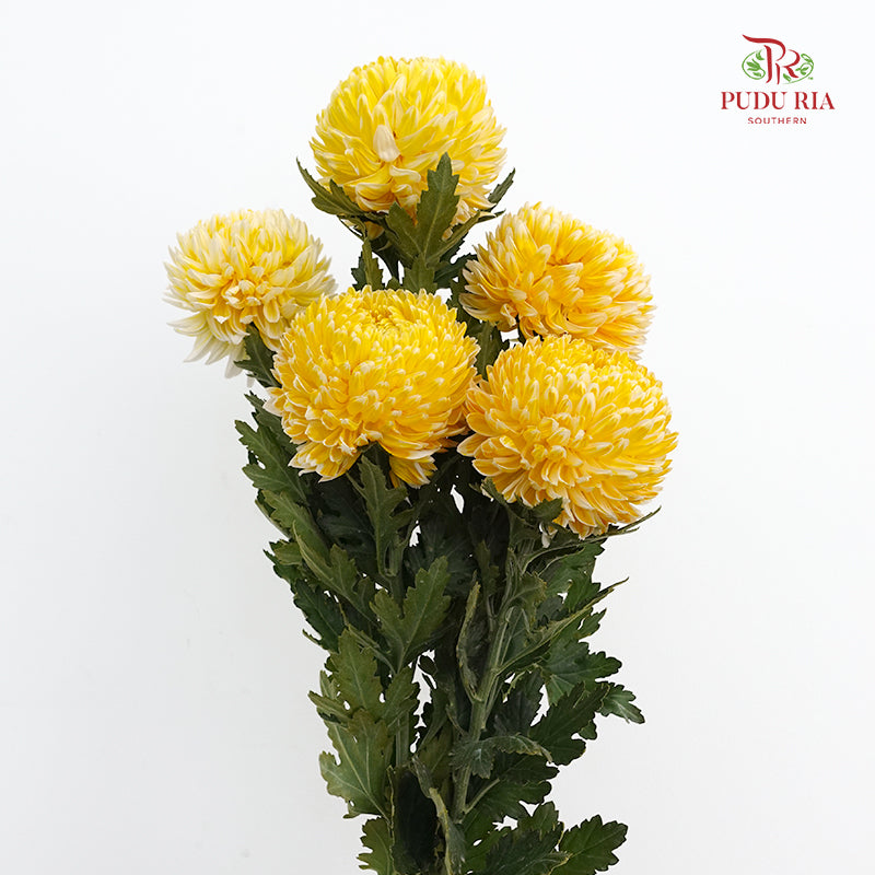 Peony Chrysanthemum Dyed Yellow 牡丹菊 - (5 Stems)