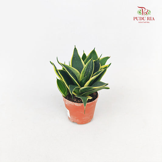 Sansevieria Golden Hanni