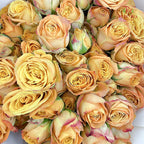 Rose Spray Orange Yellow 杏色蕾丝多头玫瑰 - (8-10 Stems)