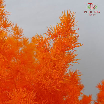 Preservative Asparagus Fern Orange