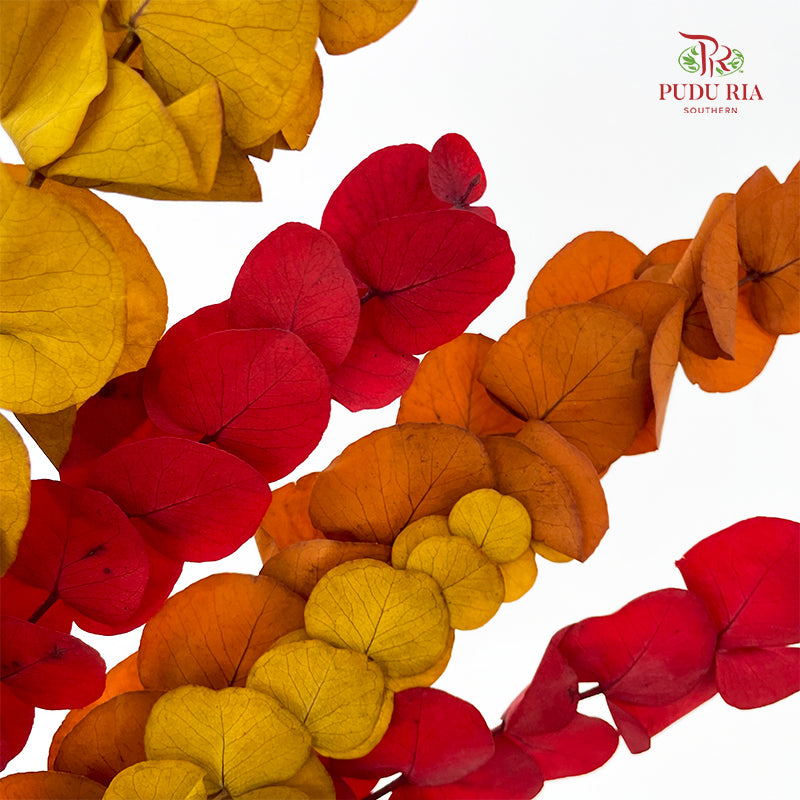 Preservative Eucalyptus