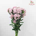 Phlox Pink 福禄考 - (Per Bundle)