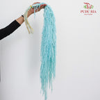 Preservative Amaranthus Blue - Pudu Ria Florist Southern
