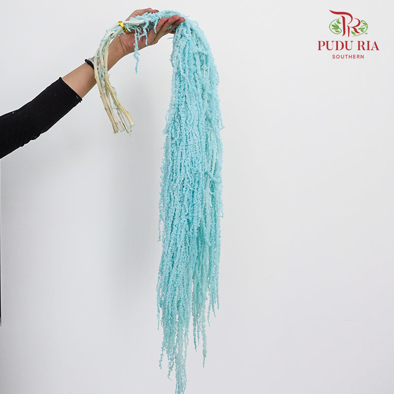 Preservative Amaranthus Blue - Pudu Ria Florist Southern