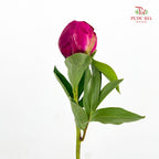 Peony Red Paul - (5 Stems)
