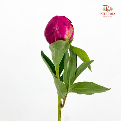 Peony Red Paul - (5 Stems)