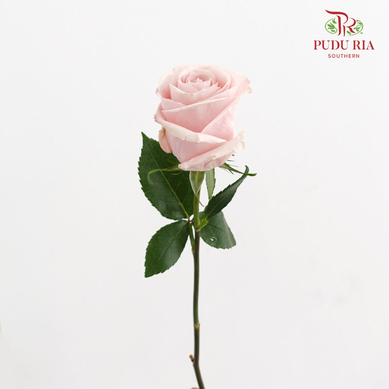 Rose Madonna - (15 Stems)