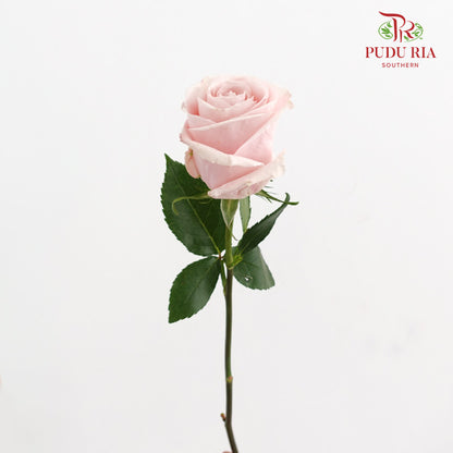 Rose Madonna - (15 Stems)