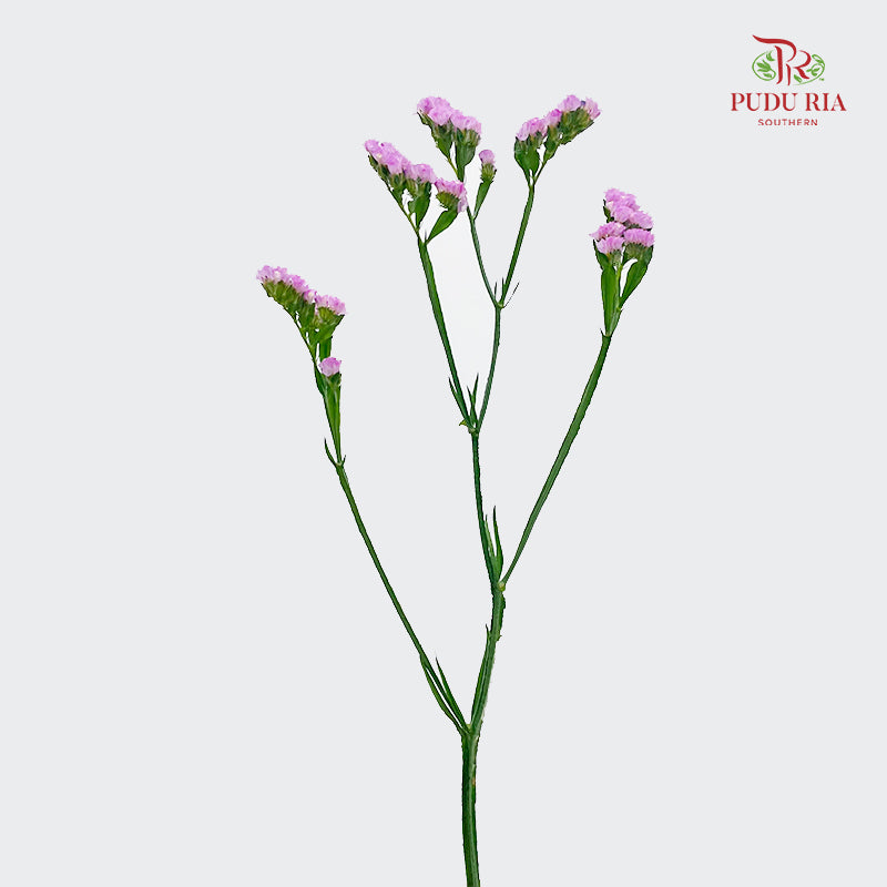 Statice Pink 勿忘我 - (Per Bundle)