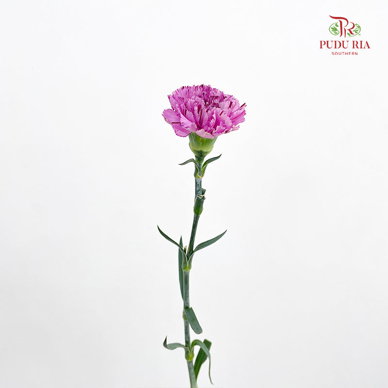 Carnation 棒棒糖尤香康乃馨 - (18-20 Stems)