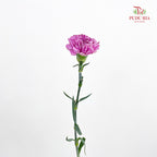 Carnation 棒棒糖尤香康乃馨 - (18-20 Stems)