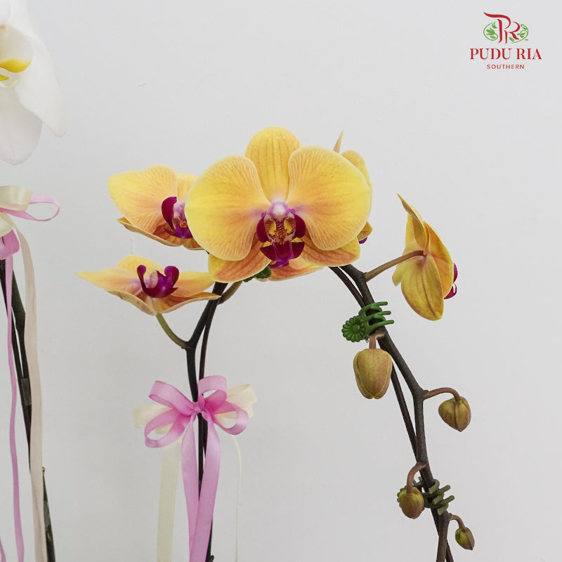 Phalaenopsis Orchid Arrangement (2 stems)