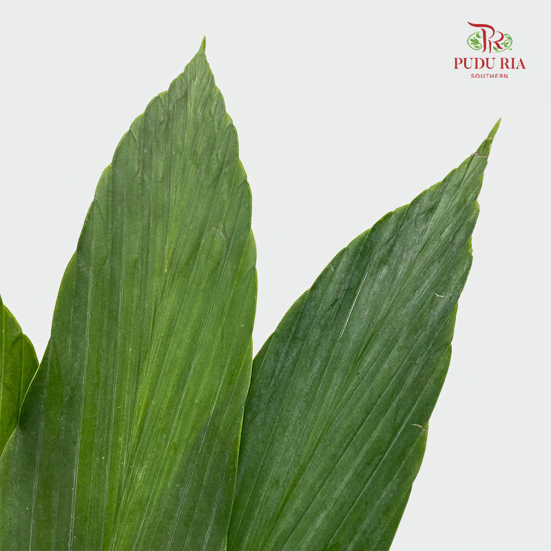 Cyclanthus Cocos - (5 Stems)
