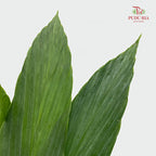 Cyclanthus Cocos - (5 Stems)