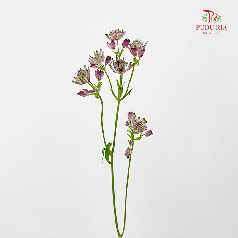 Astrantia 星芹 Purple - (5 Stems)
