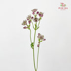 Astrantia Purple 星芹 - (5 Stems)