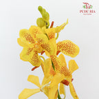 Mokara Orchid Yellow / 10 Stems - Pudu Ria Florist Southern
