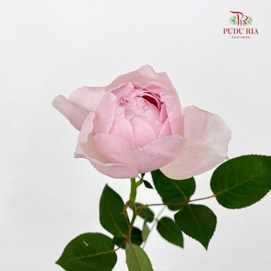 Rose Peony Pink - (10-12 Stems)