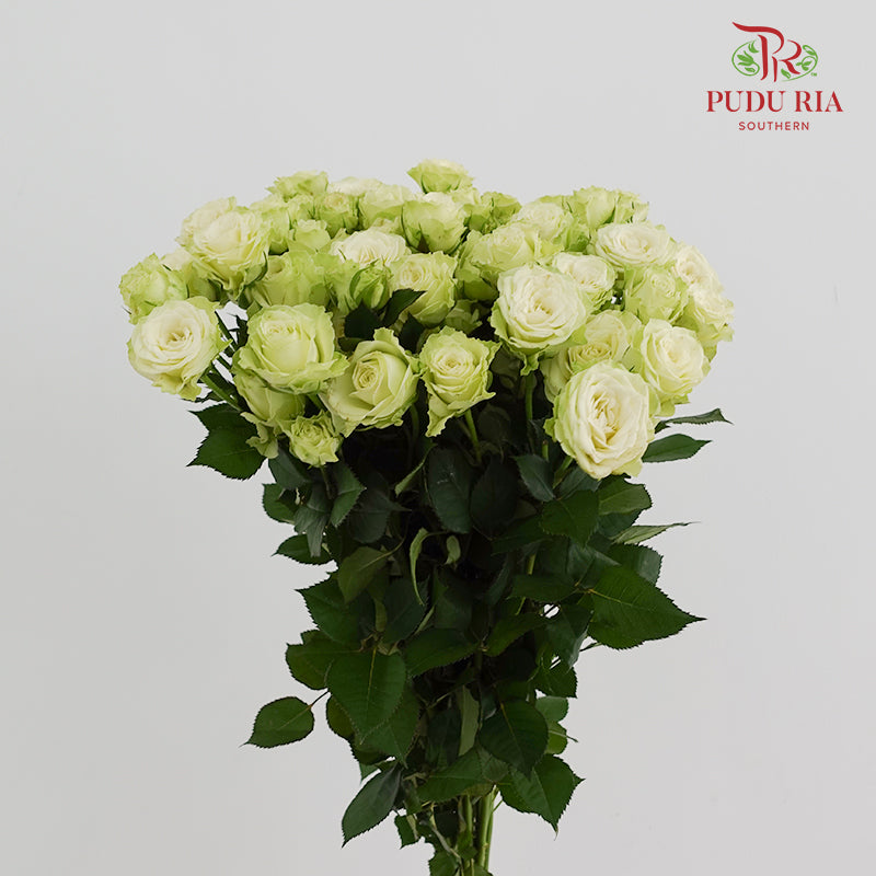 Rose Spray Jiang - (8-10 Stems)