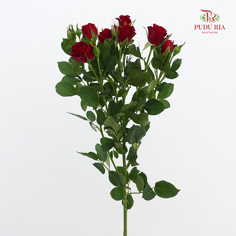 Rose Spray Auspicious Sign - (8-10 Stems)