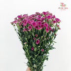Chrysanthemum Santini / Calimero Mini Button Light Purple