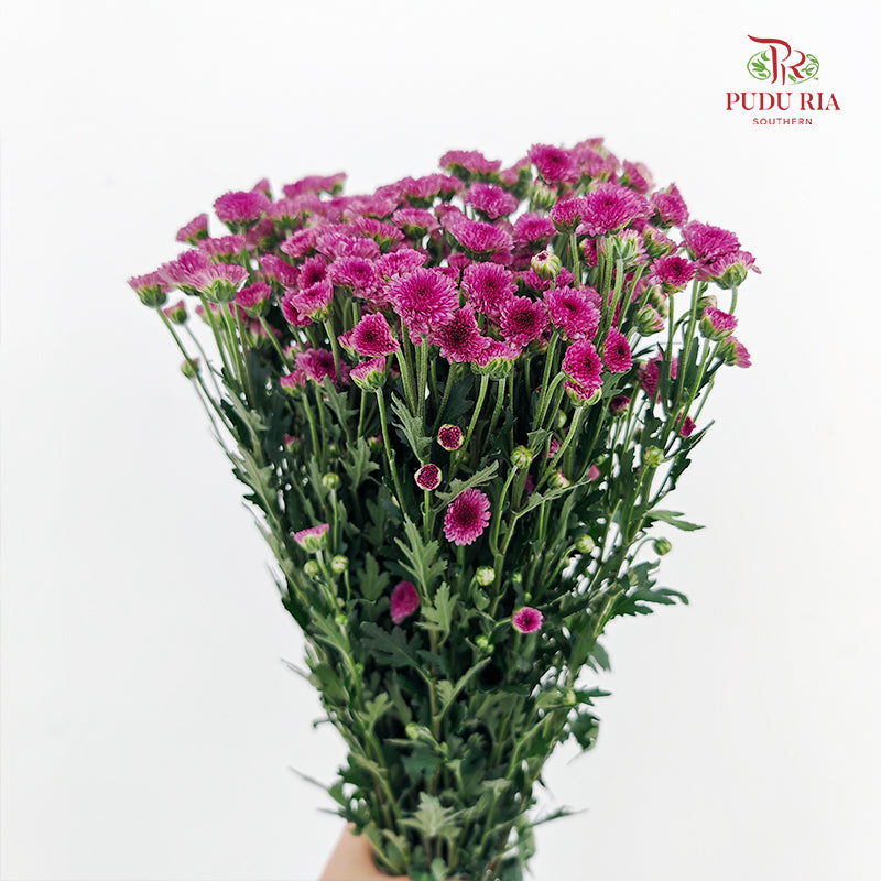 Chrysanthemum Santini / Calimero Mini Button Light Purple