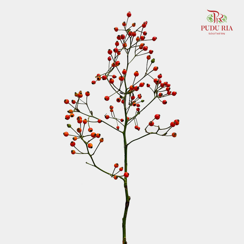 Rosa Canina Small - (Per Bundle)