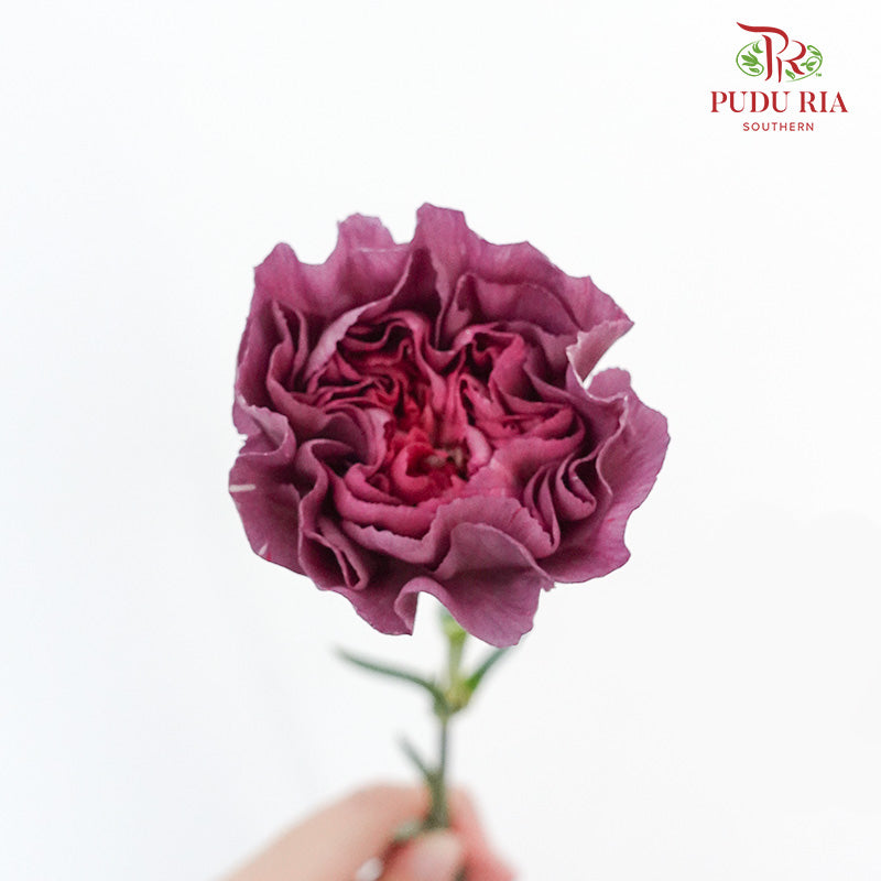 Carnation St Wild Horse  (18-20 Stems) - Pudu Ria Florist Southern