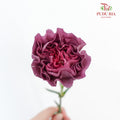 Carnation St Wild Horse  (18-20 Stems) - Pudu Ria Florist Southern