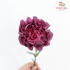 Carnation St Wild Horse  (18-20 Stems) - Pudu Ria Florist Southern