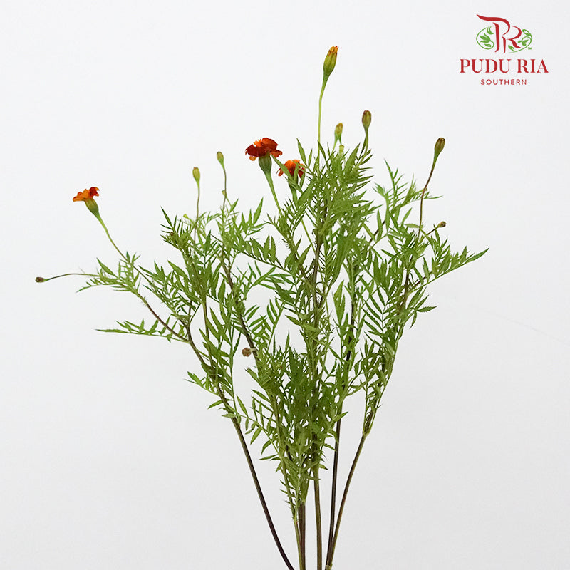 Starfire Mix marigold - Pudu Ria Florist Southern