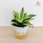 Hydro Sansevieria Golden Hanni