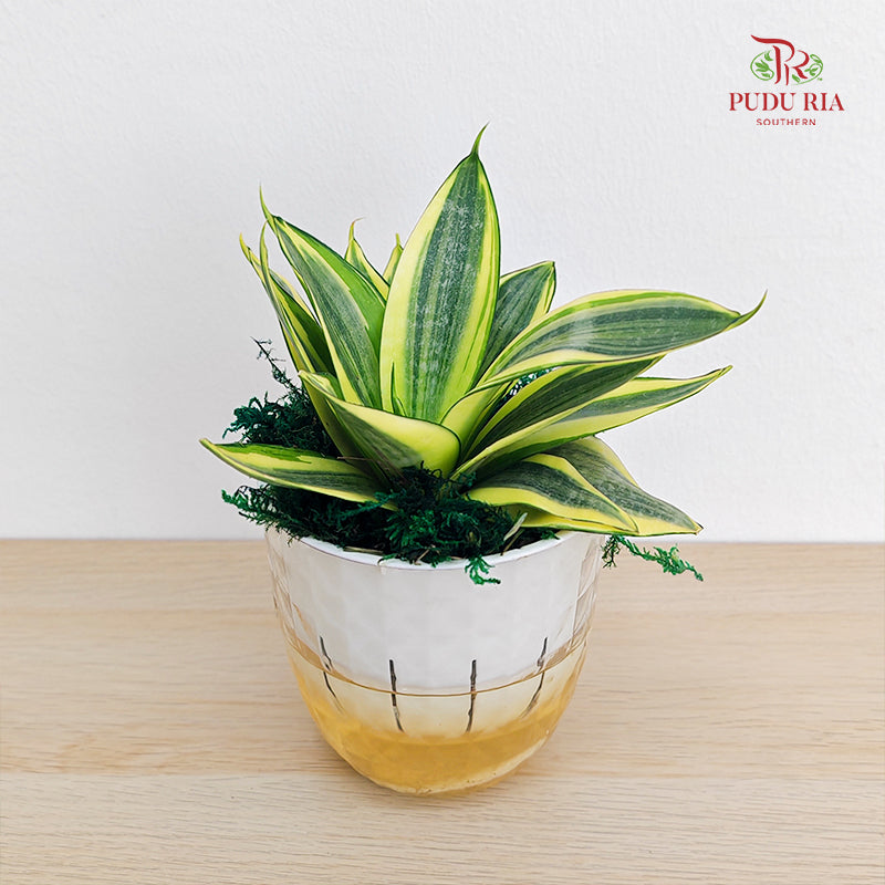 Hydro Sansevieria Golden Hanni