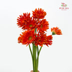 Gerbera Pasta Orange 卷邊非洲菊 - (8-10 Stems)